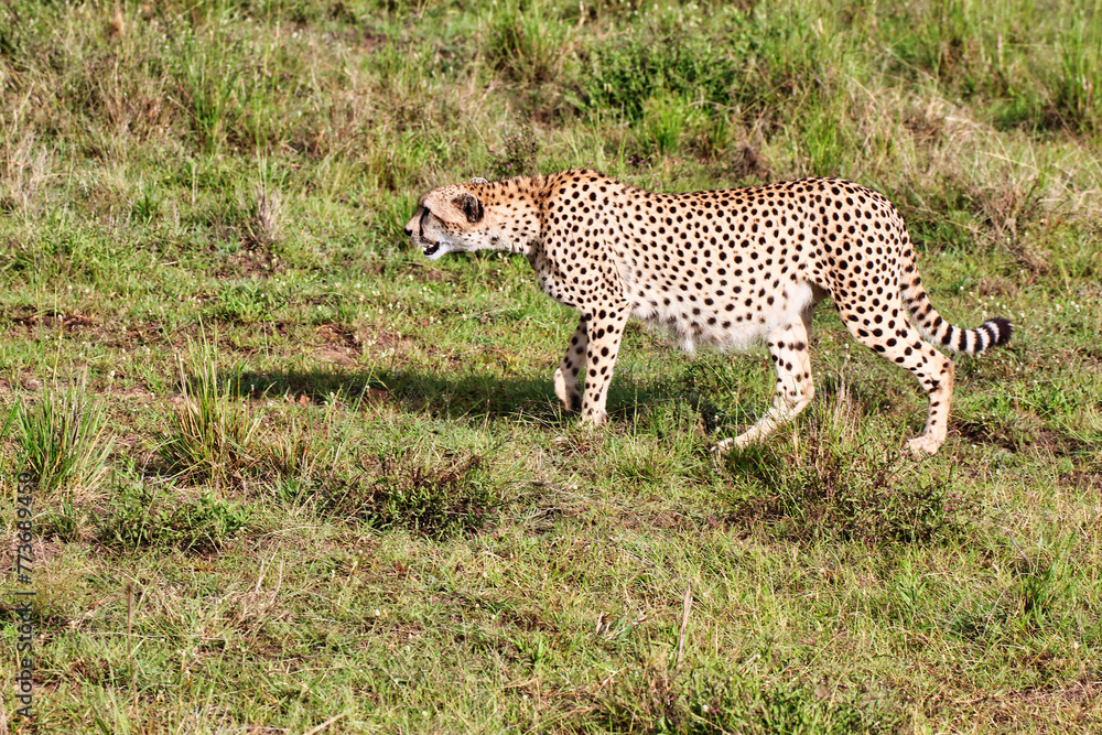 A lone female Cheetah looks out for game in Maasai Mara, Kenya, Africa A lone female Cheetah looks out for game in Maasai Mara, Kenya, Africa