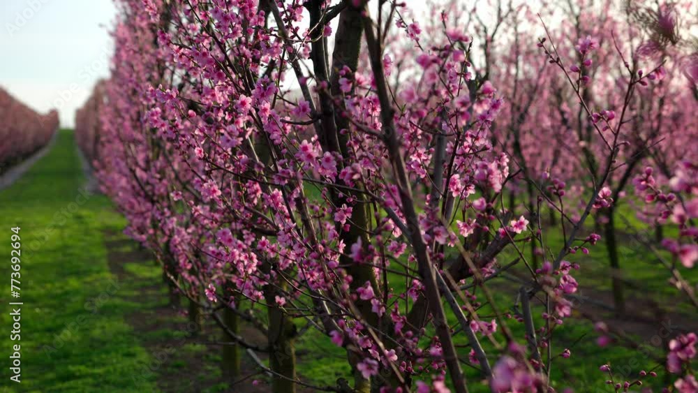 Spring Blossom With Growing Apricot Trees In Rural Orchard. Tracking Close-up Shot Spring Blossom With Growing Apricot Trees In Rural Orchard. Tracking Close-up Shot