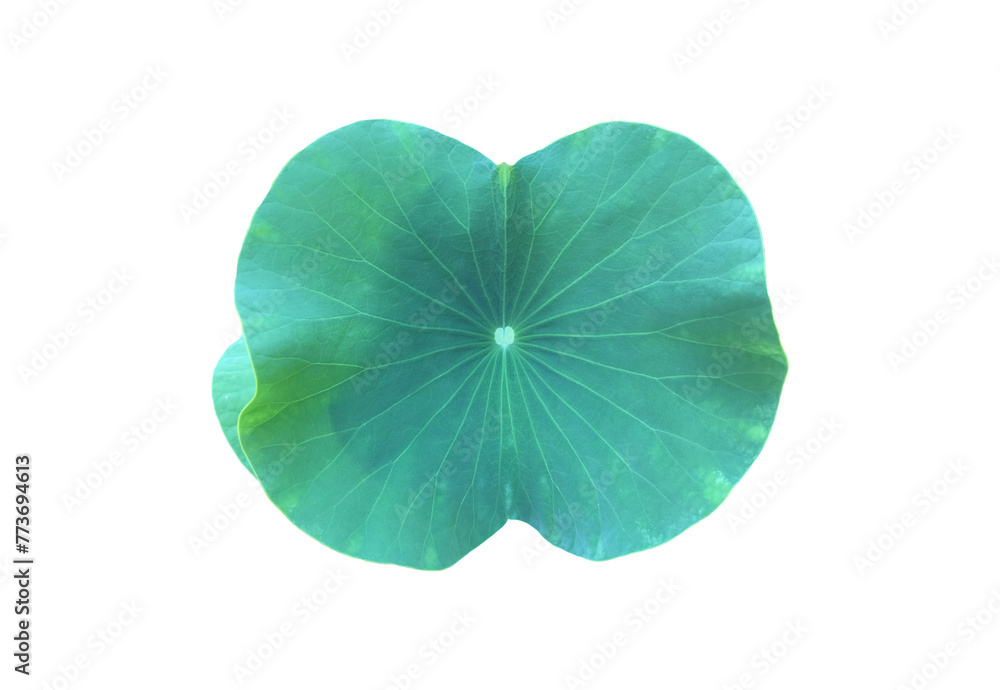 Isolated waterlily or lotus leaf with clipping paths. Isolated waterlily or lotus leaf with clipping paths.