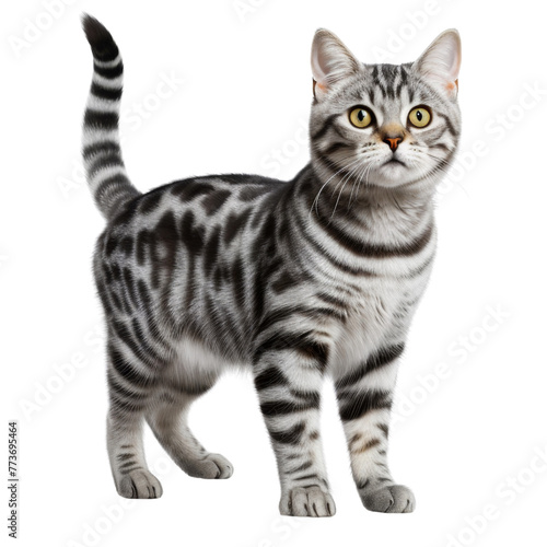 American Shorthair Cat with Striking Silver Tabby Coat