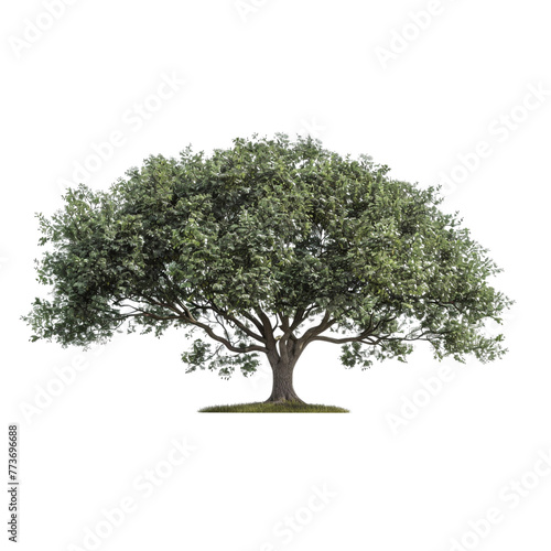 tree with green leaves on a white background