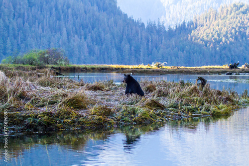 a female black bear in a salmon river calling to her cub, Khutze Conservancy,  Great Bear Rainforest photo