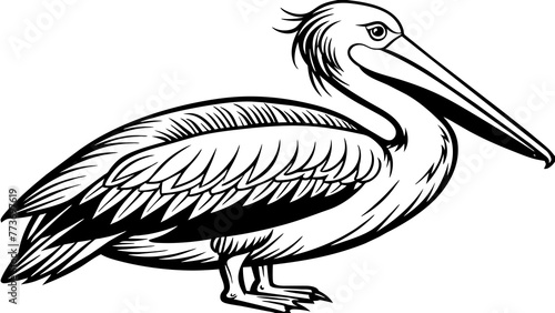 American pelican and svg file photo