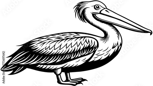 American pelican and svg file photo