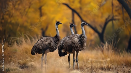 Grupo de pássaros emus na natureza
