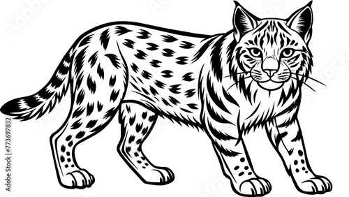 Photography bobcat animals and svg file