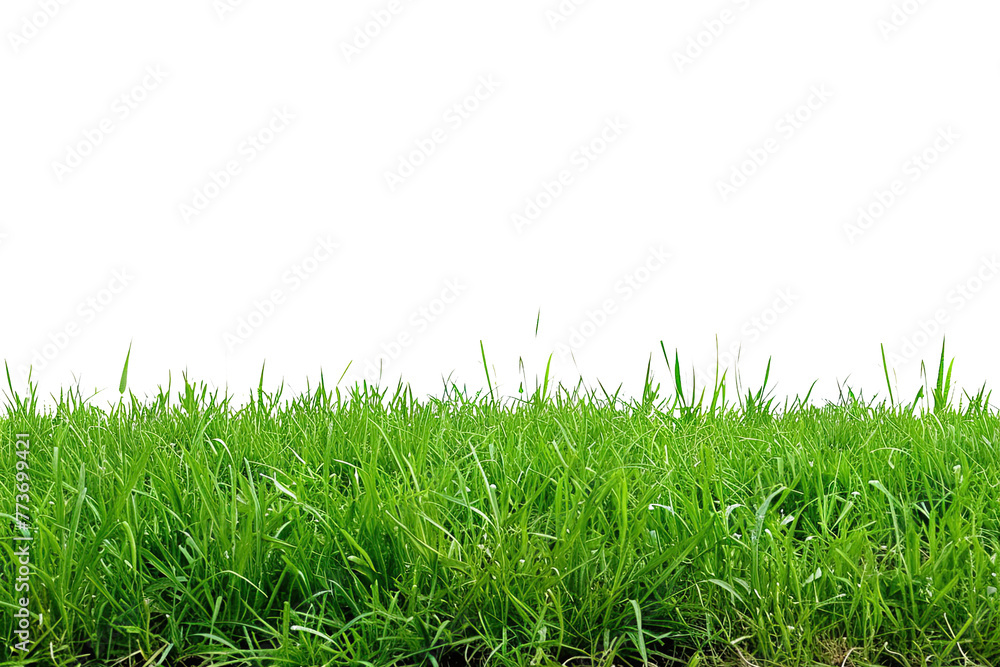Natural grass on transparent background Natural grass on transparent background