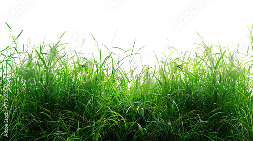 Natural grass on transparent background
