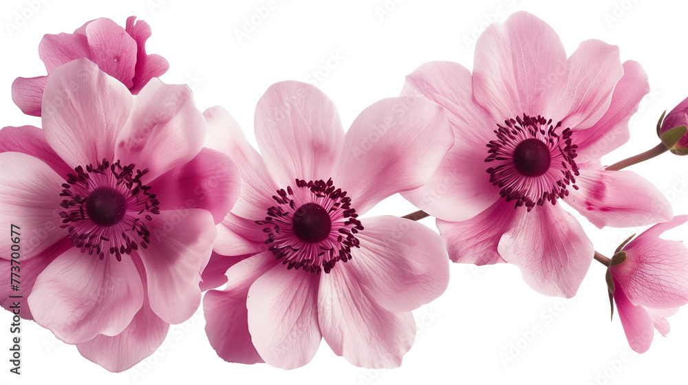 fresh pink flowers, isolated on white background fresh pink flowers, isolated on white background