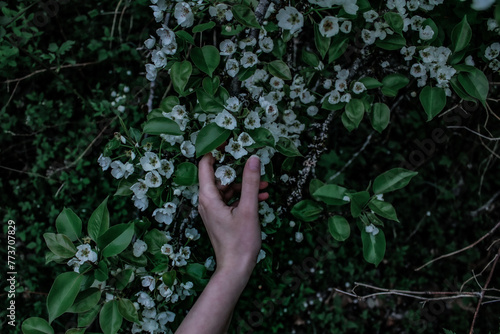 A hand touching white apply blossoms surrounded by leaves. Low exposure. photo