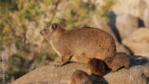A rock hyrax (Procavia capensis) with small pups basking on a rock, Augrabies Falls National Park, South Africa