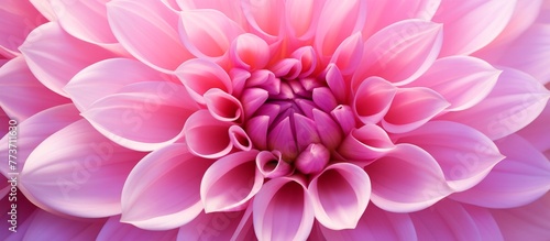 Pink bloom with a prominent and sizable center surrounded by delicate petals in a vibrant botanical setting photo
