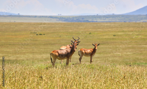 Trio of Coke s Hartebeest watch out for danger in the open savanna area of Maasai Mara  Africa  Kenya