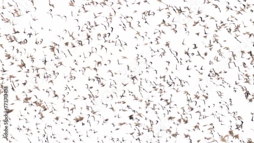 birds murmuring in large flock as they fly upstream and downstream together with starlings and red winged blackbirds comprising the flock photo