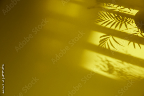 A sunny window and the shadow of a plant that can be used as a design background.