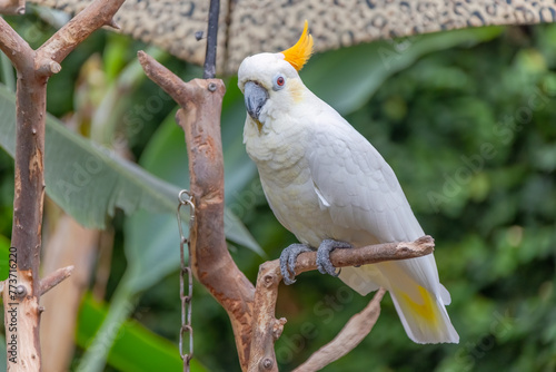 Lesser sulphur-crested cockatoo a medium-sized cockatoo with white plumage, bluish-white bare orbital skin, grey feet, a black bill, and a retractile yellow or orange crest photo