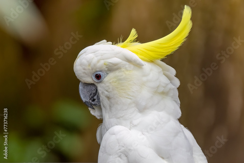 Close up to a Yellow-crested cockatoo a medium-sized cockatoo with white plumage, bluish-white bare orbital skin, grey feet, a black bill, and a retractile yellow or orange crest photo