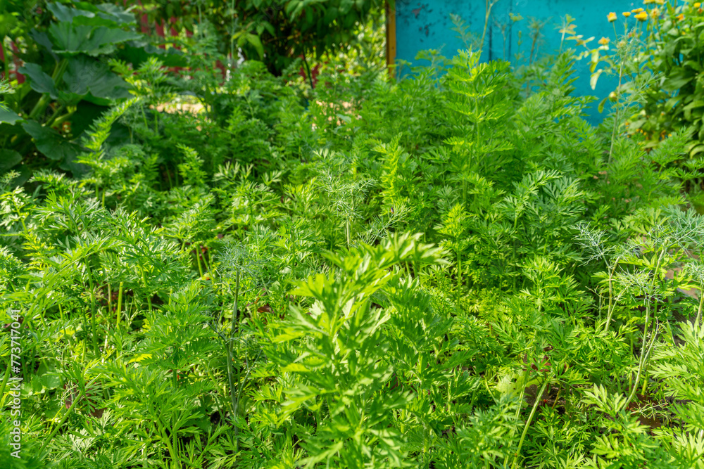 Fototapeta premium Carrots growing in the beds. Sprouting of plants in the garden, carrots grows in the bed. Organic agriculture, farming concept