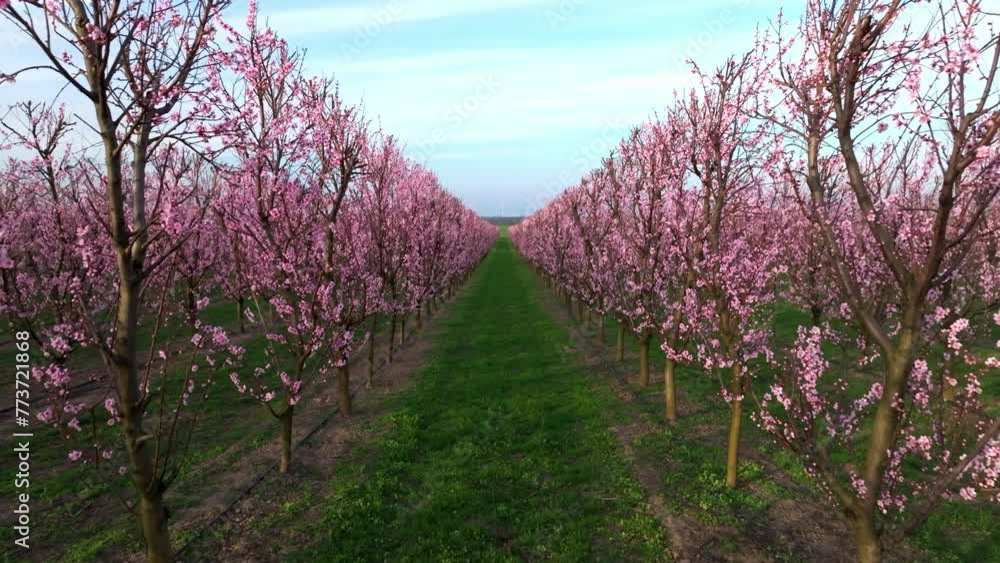 Apricot Trees With Pink Flowers In Bloom In The Orchard. ascending drone shot Apricot Trees With Pink Flowers In Bloom In The Orchard. ascending drone shot