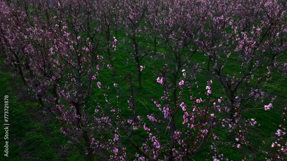 Scenic View Of Fruit Orchard With Rows Of Blossoming Apricot Trees. Aerial Drone Shot Scenic View Of Fruit Orchard With Rows Of Blossoming Apricot Trees. Aerial Drone Shot