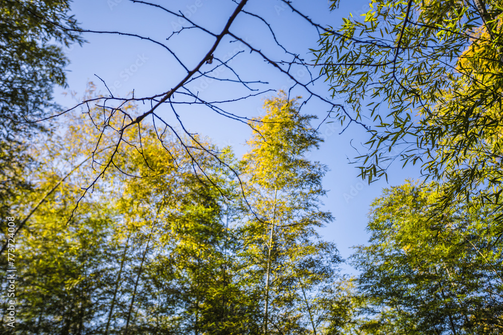 Fototapeta premium Hongcun Town, Huangshan City-Hongcun Scenery