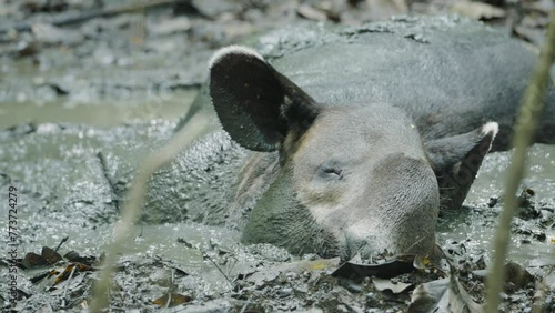 close up of a baird's tapir laying on the rainforest floor and resting at corcovado national park of costa rica photo