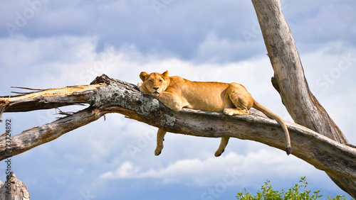 Lioness on tree at Lake Manyara National Park, national park in Tanzania, May 2023 photo