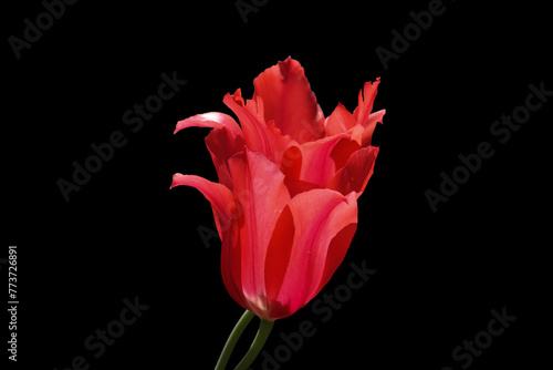 Red tulip flower on a black background.