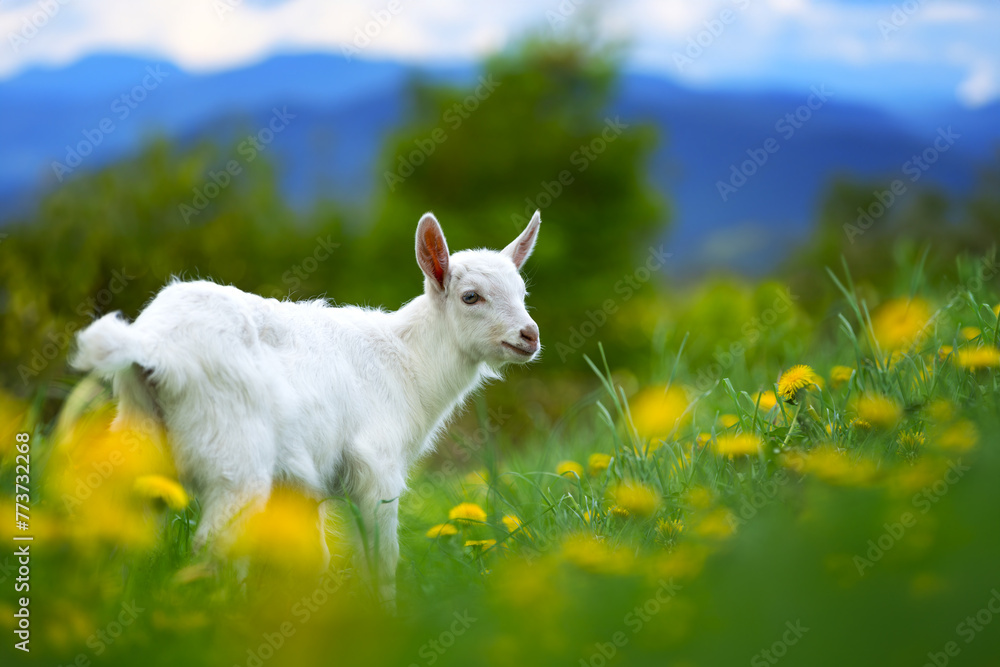 Small white goat stands on lush green field - obrazy, fototapety, plakaty 