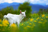 Small white goat stands on lush green field