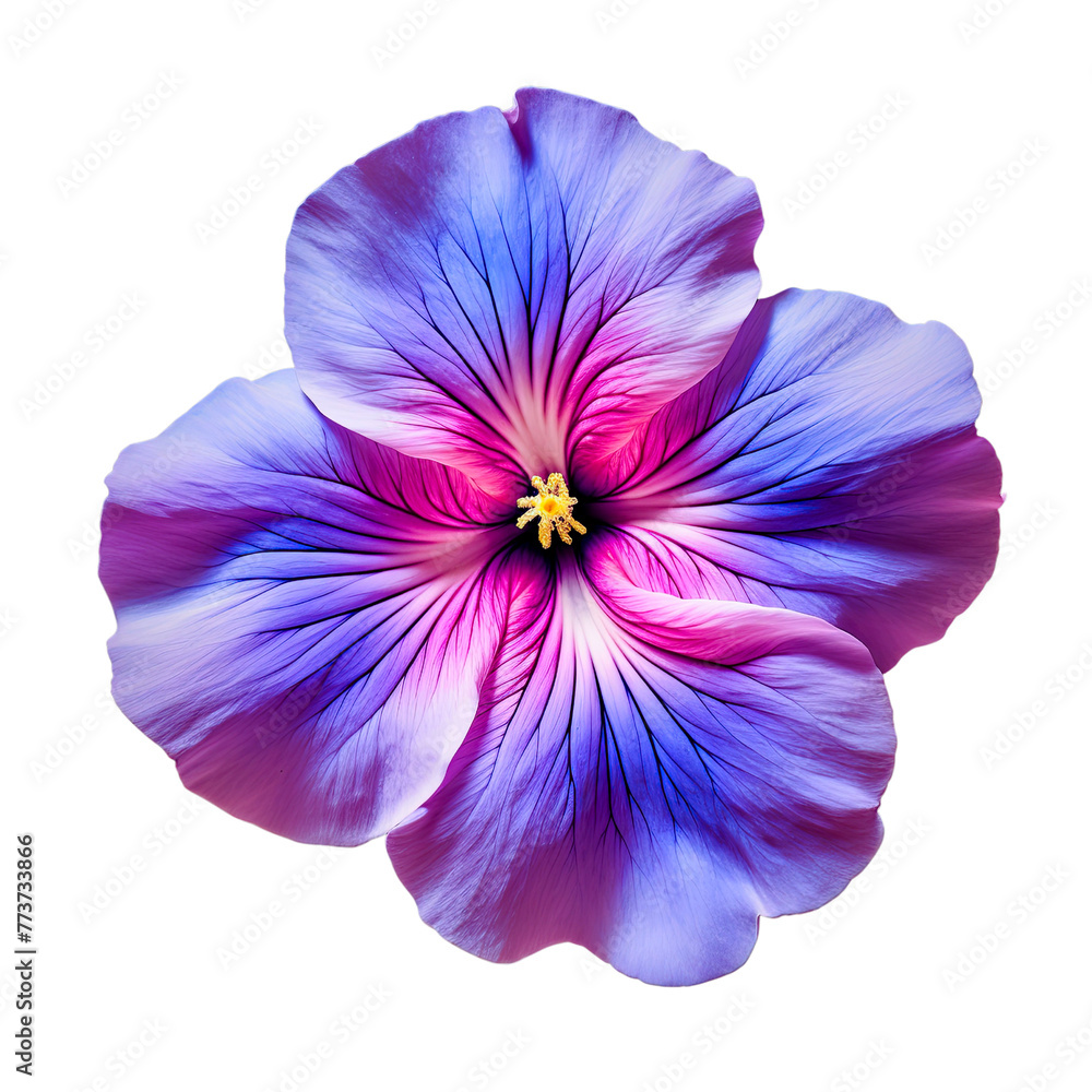 Naklejka premium Vibrant Purple Iris Flower Isolated on White