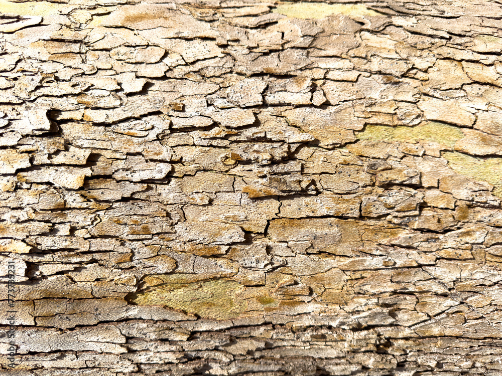 Fototapeta premium Tree bark beige color background texture. Wooden rough surface, blank cracked tree skin. Copy space