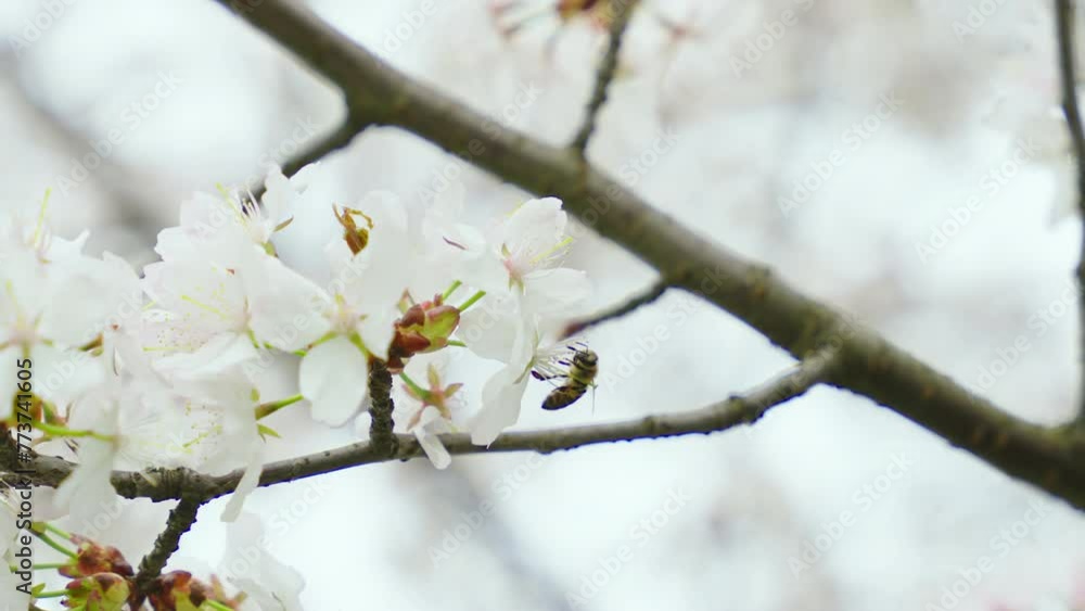 Cherry tree blossoms in spring. Beautiful blooming tree, park Cherry tree blossoms in spring. Beautiful blooming tree, park