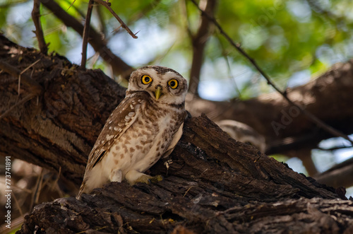 Spotted owlet or Athene brama observed in Sasan Gir in Gujarat, India