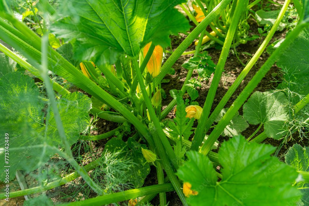 Pumpkin leaves growing in the garden. Green pumpkin leaves and flowers growing in the garden. Pumpkin leaves growing in the garden. Green pumpkin leaves and flowers growing in the garden.