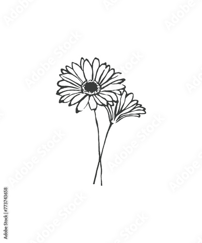 Hand drawn line art minimalist herbera illustration. Abstract rough flower drawing. Floral and botanical clipart. Elegant flower drawing for florist branding and wedding stationery. photo
