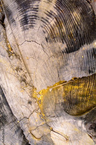 Stump close up texture. Top view macro photo of stump texture with annual rings, cracks, saw marks as natural background.