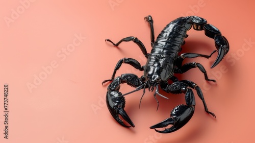 Black scorpion on a red background. Dangerous insect. Sting with poison.