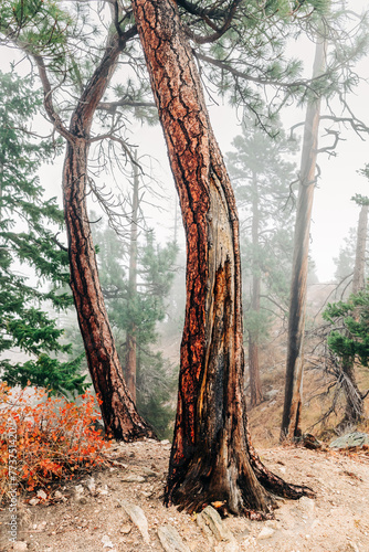 Two curved trees in the fog at Blodgett Canyon, Montana photo