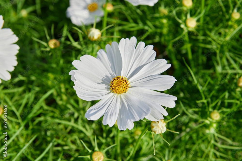 Close-up view of white cosmos flower blooming on field Close-up view of white cosmos flower blooming on field