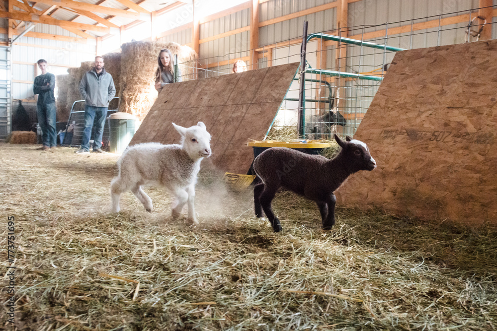 Lambs running through barn with people watching.