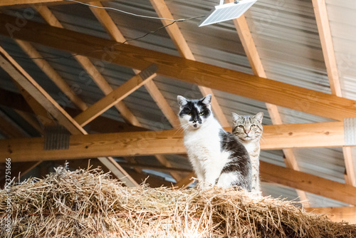 Two barn cats on a hay bale in barn.