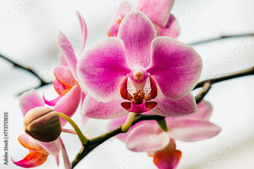 Pink spotted orchid flower on white background