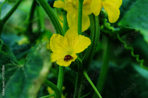 Young plants blooming cucumbers with yellow flowers, close-up on a background of green leaves