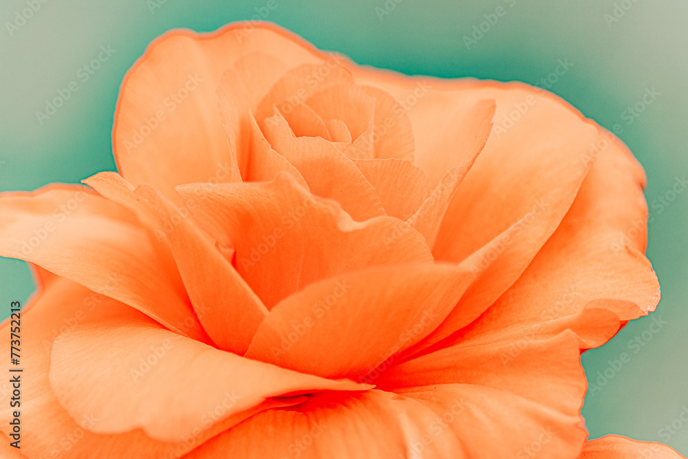 Glowing macro shot of orange rose petals on green background Glowing macro shot of orange rose petals on green background