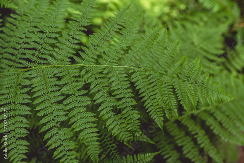 Fern Leaf: Nature's perfect symmetry in the heart of the forrest.
