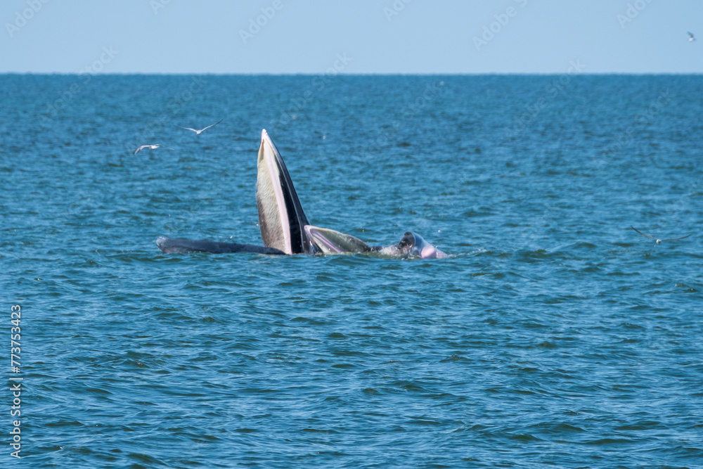 Fototapeta premium Buda Whale