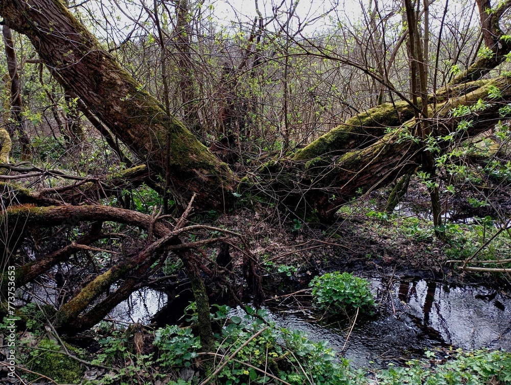 A large old tree near a forest stream is covered with green thick moss. A huge old tree split into two trunks on the bank of a forest stream.