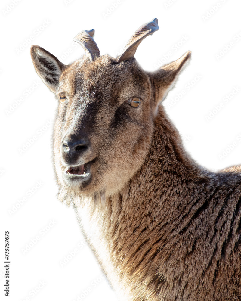 Fototapeta premium Portrait of a goat isolated on a white background