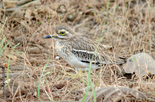Indian stone-curlew or Indian thick-knee or Burhinus indicus observed in Sasan Gir in Gujarat, India photo